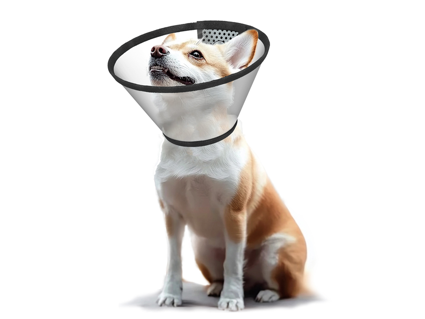 COLLARS VETERINARY XL - neck 43-50 cm