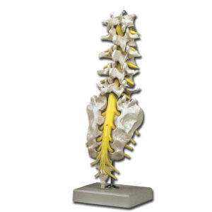 COLONNE VERTÉBRALE LOMBAIRE