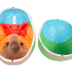 CRÂNE HUMAIN VALUE - 1X - 3 pièces - coloré