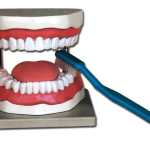 HYGIÈNE BUCCALE - 3X