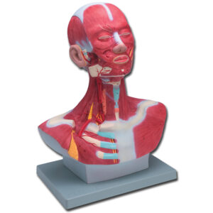 MUSCULATURE COU/TÊTE - 1X