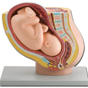 PELVIS AVEC FOETUS A TERME - 1X