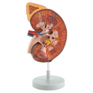 REIN AVEC GLANDE SURRÉNALE + CORPUSCOLE RÉNAL