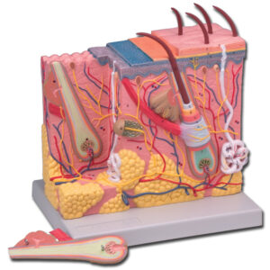 REPRODUCTION PEAU - 70 X