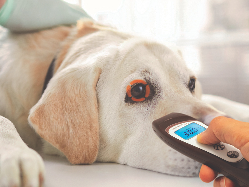 THERMOMETER VETERINARY non-CONTACT VISIOFOCUS with Bluetooth