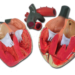 VALUE COEUR - 3 pièces - 3X