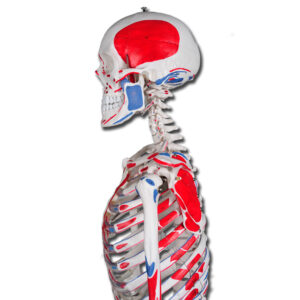 VALUE SQUELETTE HUMAIN ET MUSCLES