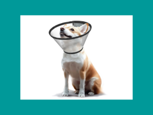 Appareils veterinaires Nimedix Medical