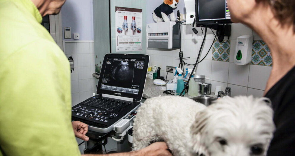 Comparatif Chison Eco 3 et Eco 5 - nimedix medical