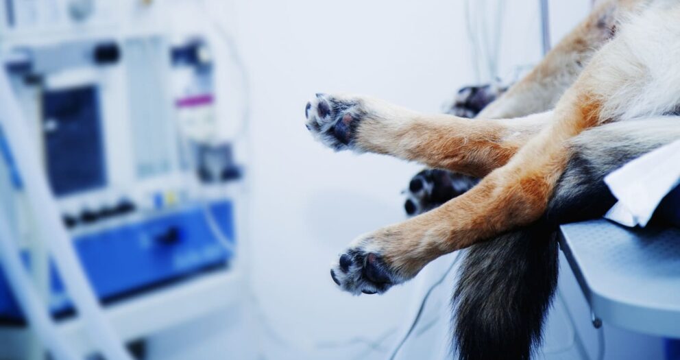 Oxymètre vétérinaire