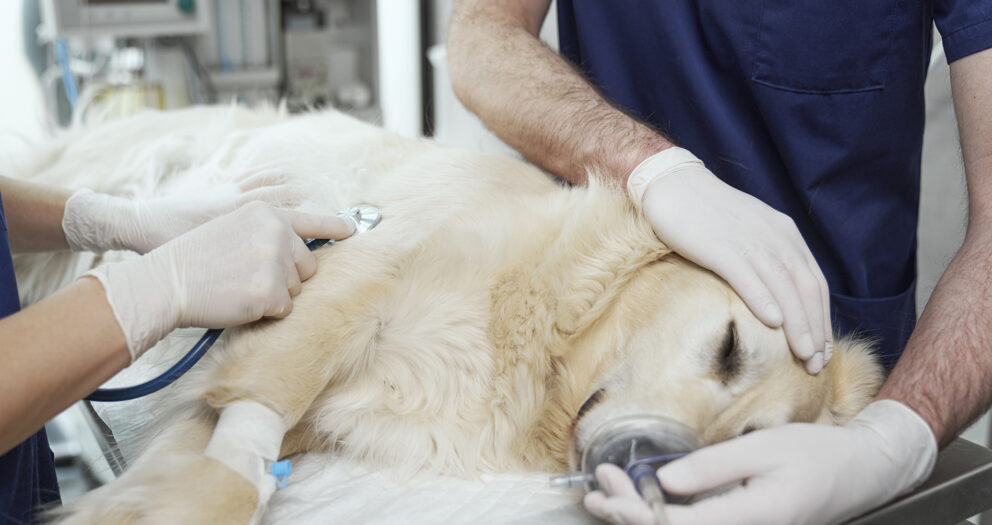 Accident Anesthésique Vétérinaire Nimedix
