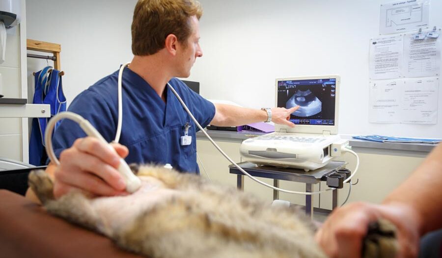 Test echographe veterinaire Chison clinique rurale