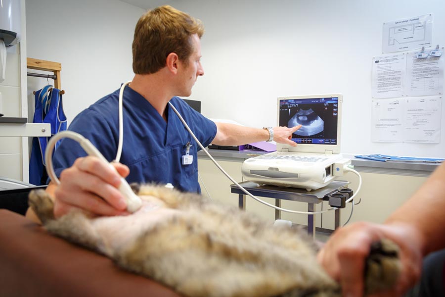 Test echographe veterinaire Chison clinique rurale